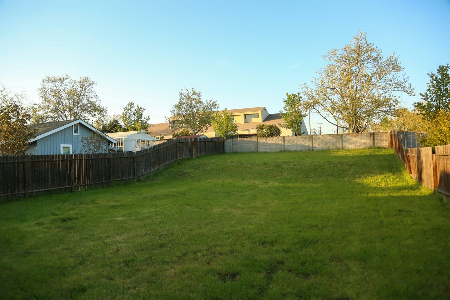 Dog standing on artificial grass in a desert backyard