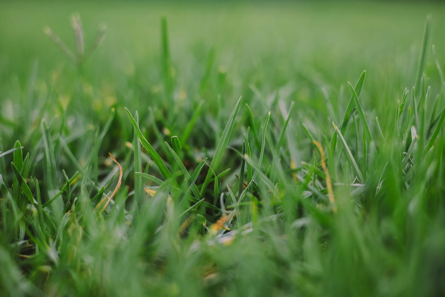Lighter-colored infill being brushed into artificial turf