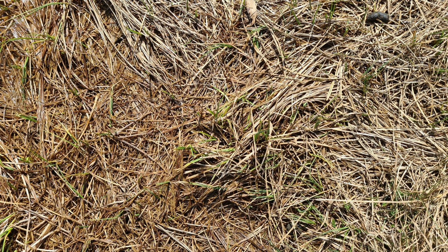 A stressed desert lawn browning despite heavy watering