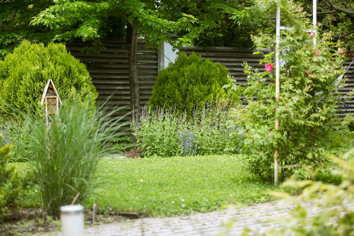 Lawn Replacement & Xeriscape Turf