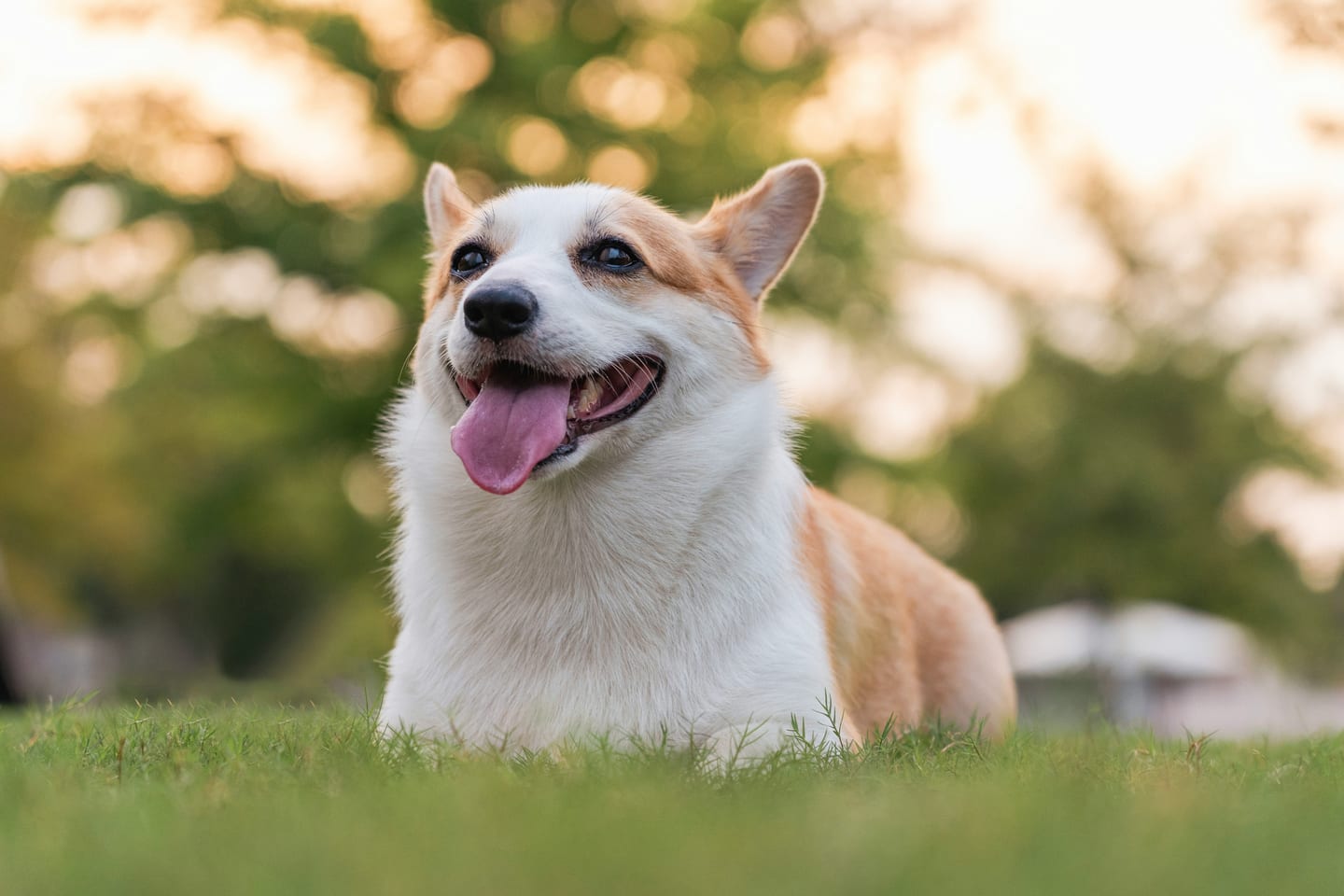 Pet Turf Systems